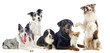dogs