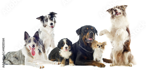 Photo: dogs dogs