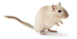 Cute little gerbil isolated on white