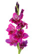 purple gladiolus