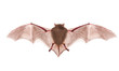 bat on the white background