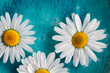 Photo: Daisies floating in water Daisies floating in water