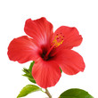 Red Hibiscus