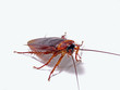 Una cucaracha en fondo blanco.