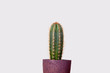 Cactus in flowerpot