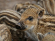 Wildschwein, Frischling