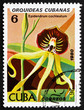 Postage stamp Cuba 1980 Black Orchid, Epidendrum Cochieatum