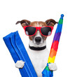 dog summer holidays