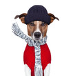 canvas print picture - winter dog scarf and hat