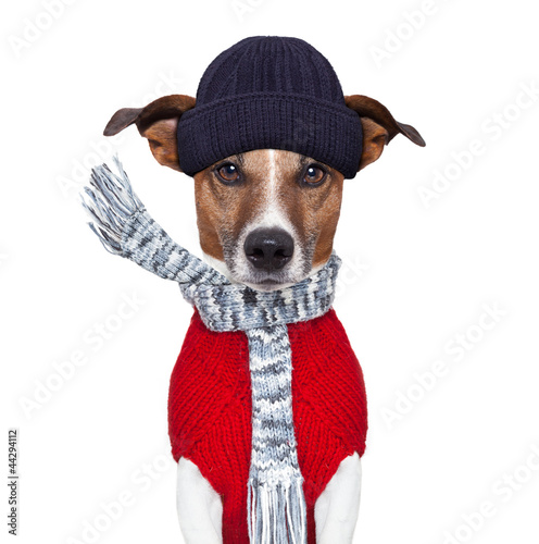 Photo: winter dog scarf and hat winter dog scarf and hat