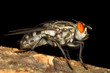 fly portrait close-up