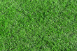 Beautiful green grass