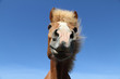 Islandpferd
