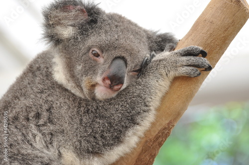 Photo: Koala in dreams Koala in dreams