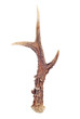 antlers