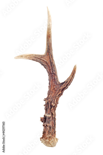 Photo: antlers antlers