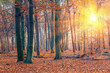 Sunset in the autumn forest