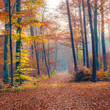 Foggy autumn forest