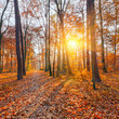 Sunset in the autumn forest