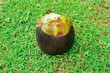 Asian Palmyra palm