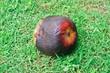 Asian Palmyra palm