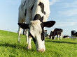 Grazing holstein cow