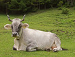 Tiroler Grauvieh