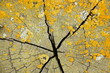 yellow lichens on cracked wood cut