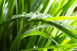 water drops on the green grass