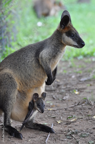 Photo: Wallaby kangaroo with joey Wallaby kangaroo with joey