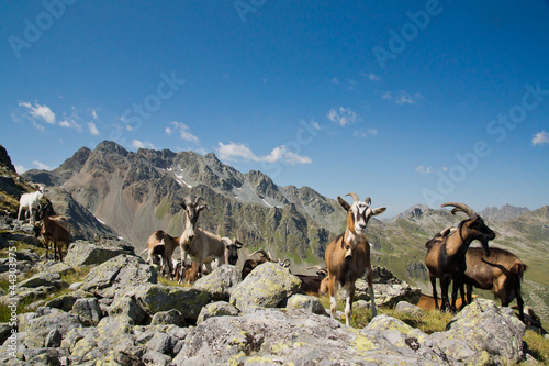 Photo: Ziegen auf der Alm Ziegen auf der Alm