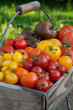 tomatoes