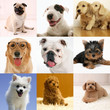 Purebred dog collection