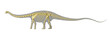 Diplodocus dinosaur silhouette, with full photo-realistic skelet