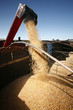 corn harvest