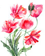 Stylized Poppy flowers illustration