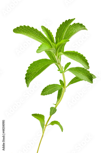 Photo: stevia rebaudiana stevia rebaudiana