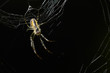 Spinne