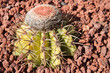 Turk's Cap Cactus in the Sunlight