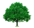 Baum