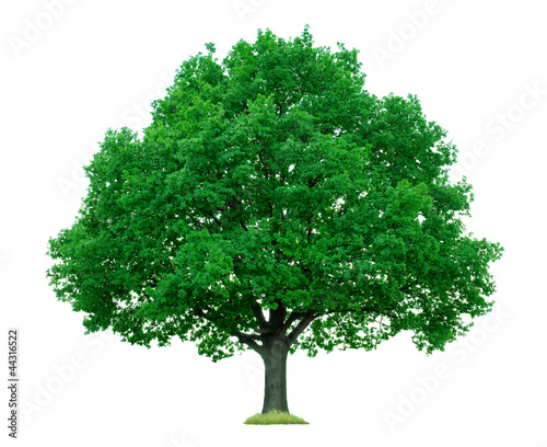 Photo: Baum Baum