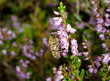 honeybee on heather flowers