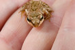 Foto: baby toad looking up, hand baby toad looking up, hand