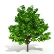 3d tree isolated on white background