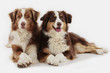 Two Australian Shepherd Dogs