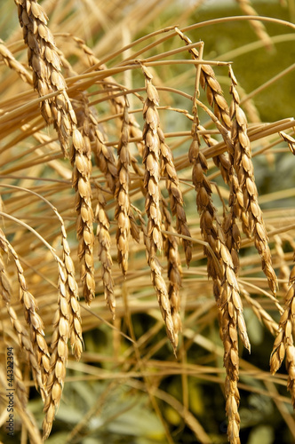 Photo: Spelt or Spelt Wheat Spelt or Spelt Wheat