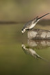 White Wagtail