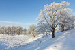 Oak tree at the a hillside