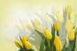Yellow tulips