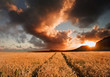 Golden wheat field under dramatic stormy sky landscape